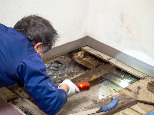 Crawl Space Mold Removal in Weslaco, TX