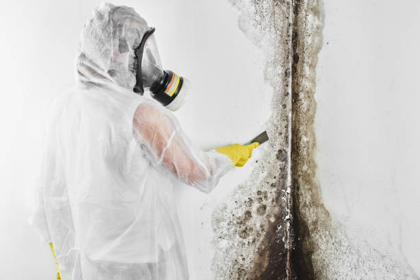 Best Toxic Mold Removal  in Weslaco, TX