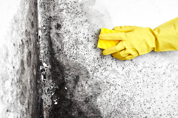 Best Home Mold Removal  in Weslaco, TX