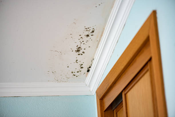 Best Local Mold Removal Service  in Weslaco, TX