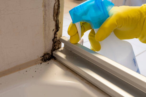 Office Mold Removal Services in Weslaco, TX