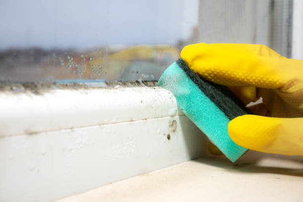 Best Mold Cleaning Services  in Weslaco, TX