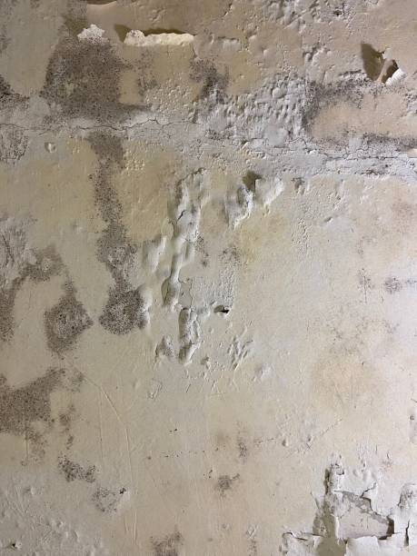 Best Mold Remediation  in Weslaco, TX