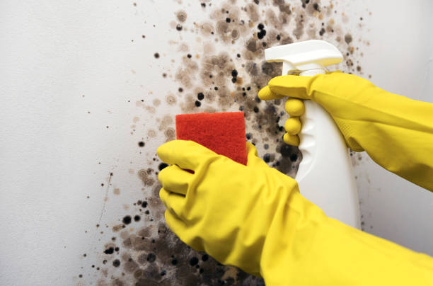 Trusted Weslaco, TX Mold Removal Experts