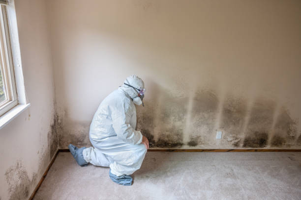 Best Crawl Space Mold Removal  in Weslaco, TX