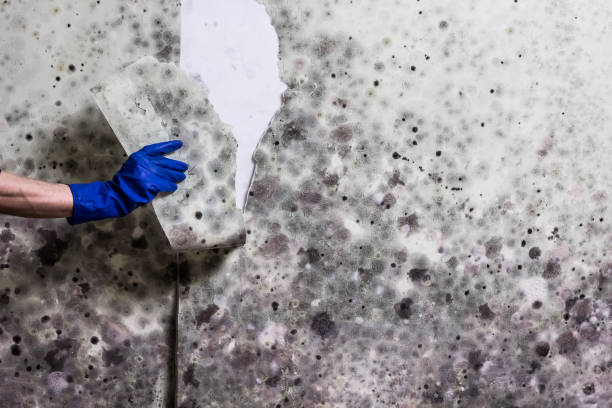 Best Mold Removal Company Near Me  in Weslaco, TX