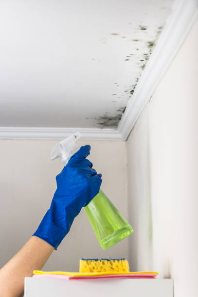 Best Mold Damage Repair  in Weslaco, TX